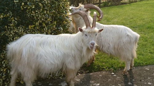 Wild goats invade Llandudno gardens