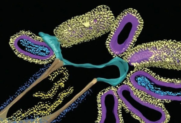 hybrid virus