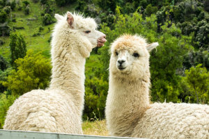 llamas